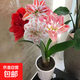 進(jìn)口朱頂紅盆栽重瓣朱頂紅種球多色好養(yǎng)活室內(nèi)種球四季開花卉植物 多色女神種球 不含盆