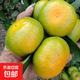 蜜桔酸甜口感特早熟桔子青皮蜜橘新鮮水果當(dāng)季整箱青皮柑子 蜜桔凈重4.5斤單果65mm+