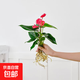 懶人水培綠植九里香綠蘿文竹室內易養凈化空氣花卉盆栽植物花卉 紅掌1顆【不含盆】土培水培皆可15-20cm