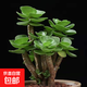 多肉植物 多肉精選老樁蒂亞吸財(cái)樹辦公室室內(nèi)陽臺(tái)紅寶石群生多頭 金錢木【3-5頭】