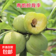 正宗蜂糖李子樹(shù)苗貴州脫骨李子樹(shù)苗早熟南方北方地栽盆栽當年結果 青脆李【當年結果四年苗1棵】 60cm(含)-69cm(含)