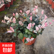 土培花葉絡(luò )石爬藤垂吊彩葉植物客廳陽(yáng)臺辦公室桌面好養活綠植 種植原盆16-20顆苗