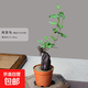 何首烏盆栽盆景老樁植物根球盆景爬藤植物中草藥植物盆栽盆景 80#何首烏（5年根球）20-30cm高