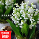 鈴蘭花苗帶芽帶根盆栽種球進(jìn)口耐寒室內外花卉綠植四季播種開(kāi)花 優(yōu)質(zhì)鈴蘭16棵+肥料【開(kāi)花爆盆】