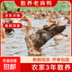 三年老鴨 微山湖散養老麻鴨老鴨子土鴨生鮮鴨肉新鮮現殺 凈重2-2.5斤(三年散養煲湯燉煮)