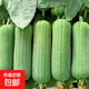 新鮮肉絲瓜短胖絲瓜青棒絲瓜現(xiàn)摘整箱批發(fā)蔬菜夏季解暑減肥 1.5斤 帶箱