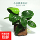 魚缸真水草凈水新手水榕沉木水族箱造景裝飾懶人沉底不用底砂 小水榕多孔石【虧本】