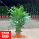 散尾葵綠植鳳尾竹盆栽袖珍椰子室內大型綠植四季常青富貴椰子植物 【55-60厘米】造型好][育苗盆發(fā)貨