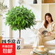 平安樹(shù)客廳盆栽大型綠植吸甲醛植物辦公室觀(guān)賞盆景老樁樹(shù)苗好養活 精品粗桿平安樹(shù)1-1.2米【菱形盆】