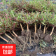 多色重瓣太陽花老樁耐寒庭院陽臺(tái)易養(yǎng)活四季開花植物太陽花苗帶根 三顆老樁【7-11色】裸根包活