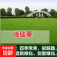 草坪種子耐寒耐旱草坪種子四季常青綠化免修剪矮生草籽護(hù)坡固土種 地毯草混播 500g/多件發(fā)整包