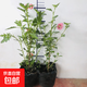 小木槿花苗盆栽棒棒糖陽(yáng)臺(tái)庭院花園耐熱花卉植物四季開(kāi)花易養(yǎng)爆盆 小木槿?。?顆）+原盆原土發(fā)貨 原裝盆原土發(fā)貨
