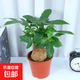 發(fā)財樹(shù)盆栽大植物室內辦公室桌面客廳小盆景招財樹(shù)苗綠植花卉盆栽 大單桿發(fā)財樹(shù) 9-12cm【原盆】 【送肥料】