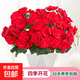 麗格海棠重瓣大花盆栽紅玫瑰室內(nèi)客廳陽臺(tái)四季開凈化空氣好養(yǎng)花卉 【四季開花】紅色 麗格海棠帶花苞 不含盆