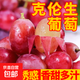 現(xiàn)摘云南新鮮克倫生無籽提紅提葡萄生鮮提子水果肉多多禮盒 克倫生無籽提4斤/箱(凈重)