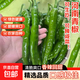 尖椒新鮮綠辣椒農(nóng)家自種薄皮青椒燒烤蔬菜剁椒脆嫩爽口農(nóng)家自種 河南青辣椒帶箱1斤（嘗鮮）