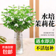 茉莉花水培植物盆栽辦公室內(nèi)桌面好養(yǎng)懶人鮮花綠植水養(yǎng)花卉 精品水培茉莉6-8株+液不含盆