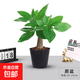 ?【包活】發(fā)財樹盆栽鮮花綠植物辦公室內(nèi)吸甲醛綠蘿文竹水培易養(yǎng) 【粗2-3cm】單桿發(fā)財樹【原盆】