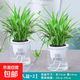 金邊吊蘭盆栽花卉植物室內(nèi)陽(yáng)臺(tái)凈化空氣去甲醛小綠植水培垂吊客廳 精品金邊吊蘭2盆【原盆原土】
