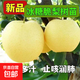 梨樹(shù)果苗嫁接苗翠冠梨樹(shù)豐水梨子樹(shù)當年結果秋月梨樹(shù)苗果樹(shù) 2年苗5棵（品種備注）適合新手種植 70cm(含)-79cm(含)