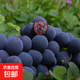 【自家果園】新鮮采摘夏黑葡萄當季新鮮優(yōu)質(zhì)葡萄 3斤裝（凈果2.7-2.9）