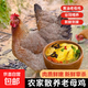農家500天散養老母雞 土雞新鮮冷凍黃油母雞笨雞柴雞雞肉 老母雞2斤*2只 禮盒裝