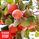 柿子樹(shù)苗嫁接果樹(shù)苗木庭院陽(yáng)臺盆地栽甜脆軟柿子樹(shù)苗南北方種植 甜脆柿子6年苗【當年結果】