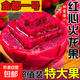 西雙版納火龍果金都1號(hào)紅肉火龍果 桂紅龍現(xiàn)摘當(dāng)季水果包郵 單果300克+帶箱5斤