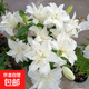 百合花種球香水百合四季開(kāi)花好養活花卉植物室內外花苗盆栽花種子 滑雪板【精選百合5種球】包活