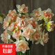 進(jìn)口重瓣洋水仙種球四季開(kāi)花室內盆栽花卉冬季耐寒水培土培花種子 花車(chē)游行3球裝+肥