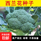 【新種速發(fā)】西蘭花種籽花椰菜產(chǎn)耐寒青花菜籽蔬菜種子大全 1包約150粒 AAAA西蘭花種子