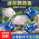 迷你鸚鵡魚(yú)小型胭脂淡水熱帶觀(guān)賞魚(yú)苗可愛(ài)寶藍白金種魚(yú)懶人 藍白隨機迷你鸚鵡4條+1條備損