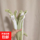 小蛇桌面擺件布娃娃玩偶擺件搞怪兒童女孩公仔布偶擺件 小青蛇毛絨玩偶【2個裝】