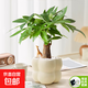 【網(wǎng)紅桌面綠植】年宵花?北歐ins云朵盆辦公客廳盆栽簡(jiǎn)約創(chuàng)意 發(fā)財(cái)樹+泡泡樹脂盆1盆裝送托盤