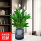 水培白掌一帆風順盆栽帶花室內(nèi)客廳植物四季常青好養(yǎng)活新家綠植 A級白掌+繁星吸水盆