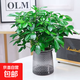鴨腳木盆栽綠蘿籮植物室內(nèi)花水培綠植四季常青好養(yǎng)發(fā)財(cái)樹 八方來財(cái)20-25cm4棵（繁星盆）