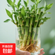 迷你富貴竹龍竹觀(guān)音竹節節高小號盆栽室內水養桌面辦公室帶根綠植 帶根須【10棵】十全十美 招財竹【10-15公分】不含瓶