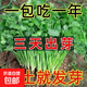 四季蔬菜種子大全菠菜香菜生菜油麥菜莧菜雞毛菜芹菜矮腳黃蔬菜籽 大葉香菜種子1包約500粒