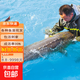 【魚苗批發(fā)】鱘魚鮮活魚苗 中華鴨嘴鱘魚苗活體活魚觀賞食用龍筋鱘特大淡水本地批發(fā)1-30斤可選 10-15cm鱘魚10條