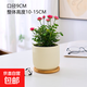 紅色姬月季  盆栽室內薔薇植物日本迷你陽(yáng)臺微月四季開(kāi)花好養花卉 姬月季（奶黃豎紋盆+鋪面黑石）+竹底托 帶盆栽好
