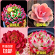 多肉植物精選圖片品種發(fā)貨照圖辦公室室內陽臺桌面圖片品種指定品 藍蘋果+彩紅+紅寶石+吉娃娃+盆土
