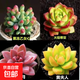 【虧本沖量】植物多肉套餐隨機不重復精選辦公室室內陽(yáng)臺室外 蒂亞 乙女心 姬朧月 黃麗+盆土