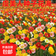 耐寒花種多年生野花組合種子四季開(kāi)花花籽庭院易種活室外花卉 混色虞美人種子 250克