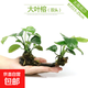 魚(yú)缸水草植物真草造景套餐蜈蚣陰性增氧趴地矮珍珠活懶人水榕沉木 大葉榕（雙頭沉木）
