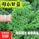 云南現摘新鮮羽衣甘藍榨汁組合裝減脂解暑健康小綠瓶蔬菜 羽衣甘藍2kg裝