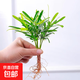 春羽盆栽植物水培如意皇后觀(guān)葉綠植鴨腳木金鉆盆栽竹柏小紅掌 羅漢松5株