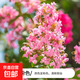 紫薇樹(shù)苗地栽紅火箭紫薇花樹(shù)苗庭院花卉綠化工程樹(shù)苗盆栽耐寒植物 粉色3公分粗 【高1.3-1.4米】