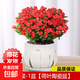 鐵海棠盆栽花卉室內(nèi)盆景綠植四季開花虎刺梅辦公陽臺花卉開花植物 【爆花發(fā)貨】特級大盆鐵海棠（郁金香瓷盆）