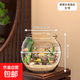 高清魚缸 生態(tài)缸桌面溪流缸迷你金魚缸小型水族箱養(yǎng)魚龜缸PET 大號(hào)魚缸【超清8K高透/摔不碎/久用不糊】