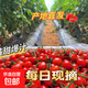 千禧圣女果新鮮小番茄櫻桃小柿子孕婦水果現(xiàn)摘現(xiàn)發(fā)新鮮蔬菜 新鮮圣女果凈重 2斤